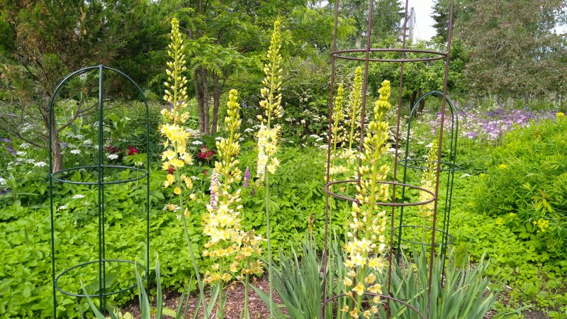 Eremurus 'Yellow Giant'